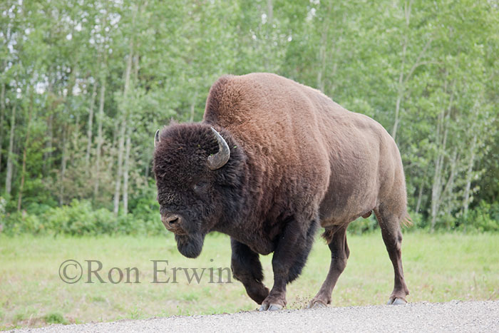 wood bison