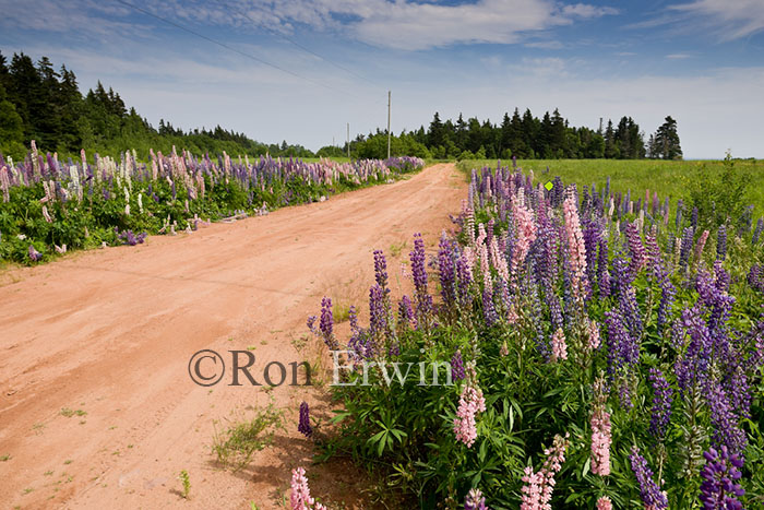 Lupines along PEI Road