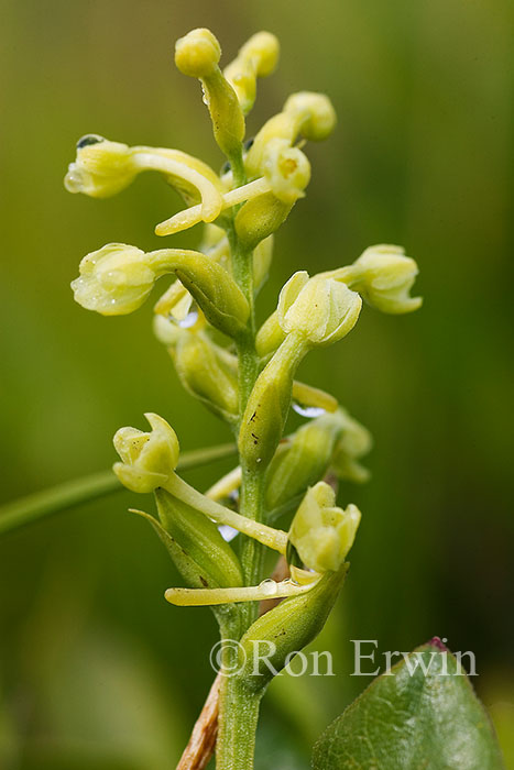 Green Woodland Orchis