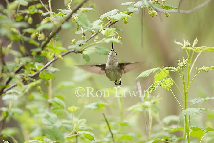 Ruby-throated Hummingbird Hovering