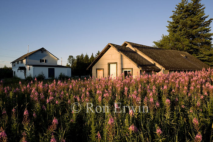 Fireweed and House