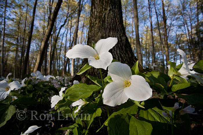White Trilliums, Ontario