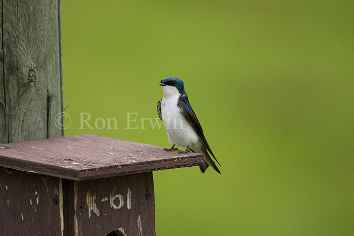 Tree Swallow on Nest Box
