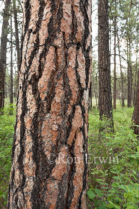 Ponderosa Pine Forest, BC