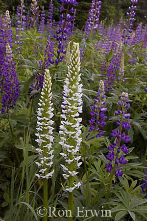 Tall White Bog Orchid and Lupines