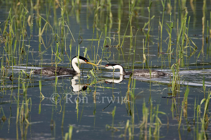 Western Grebe with Young