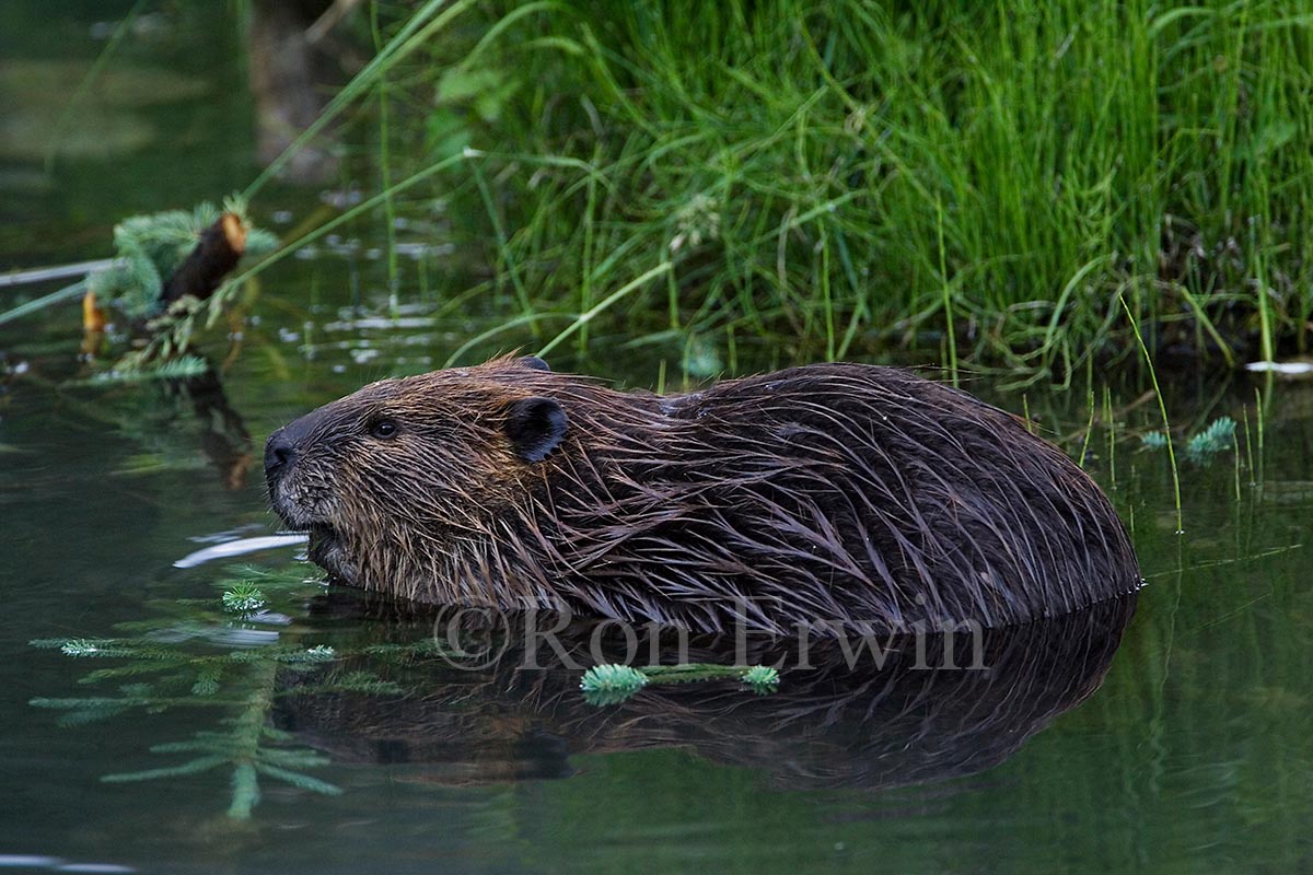 Beaver with Reflection