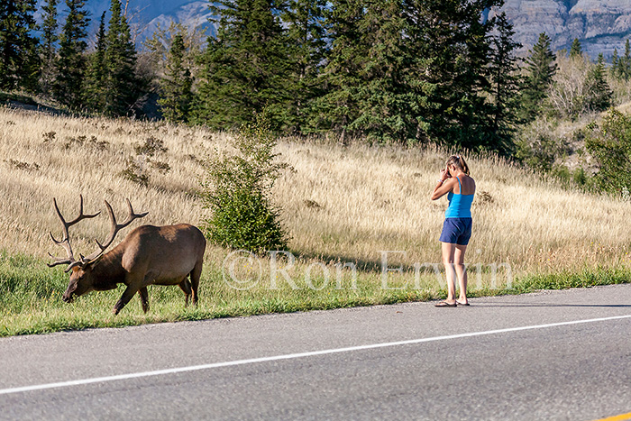 Tourist and Elk
