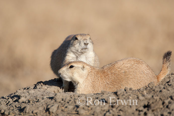 Two Black-tailed Prairie Dogs