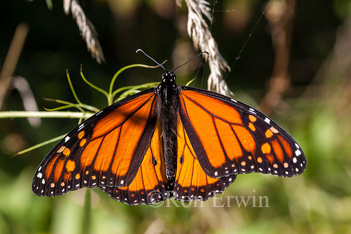 Male Monarch Butterfly