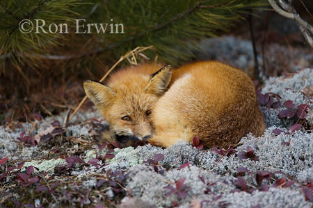 Sleepy Red Fox