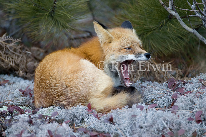 Yawning Red Fox