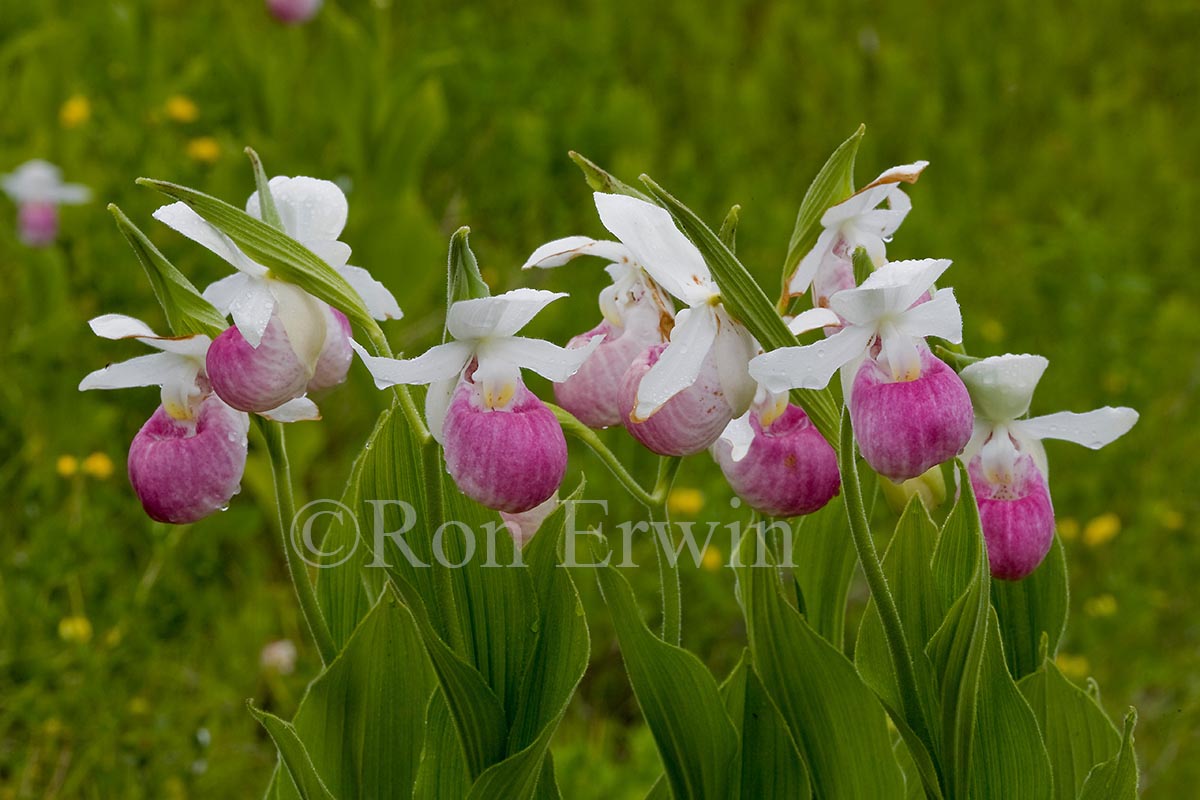 Showy Lady’s Slippers