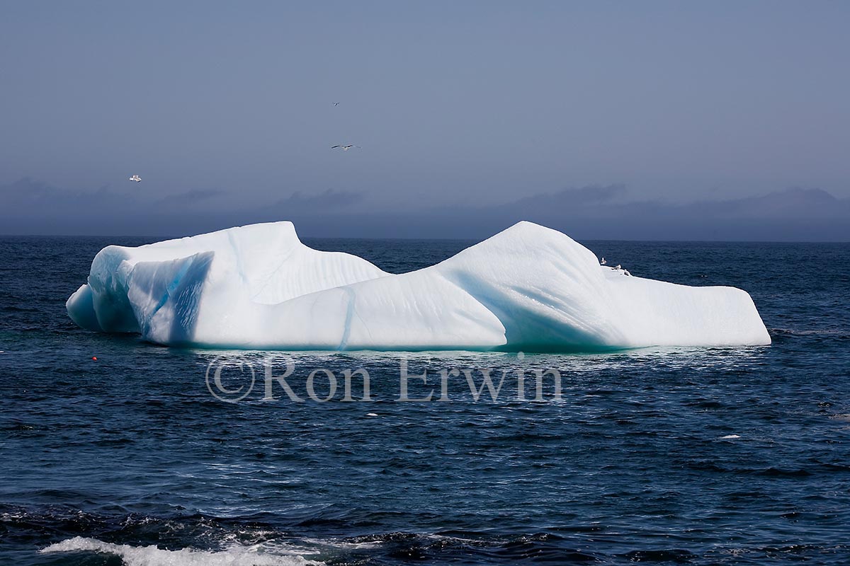 Icebergs, NL