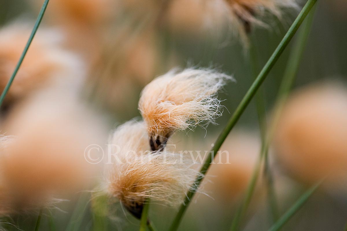 Tawny Cotton Grass