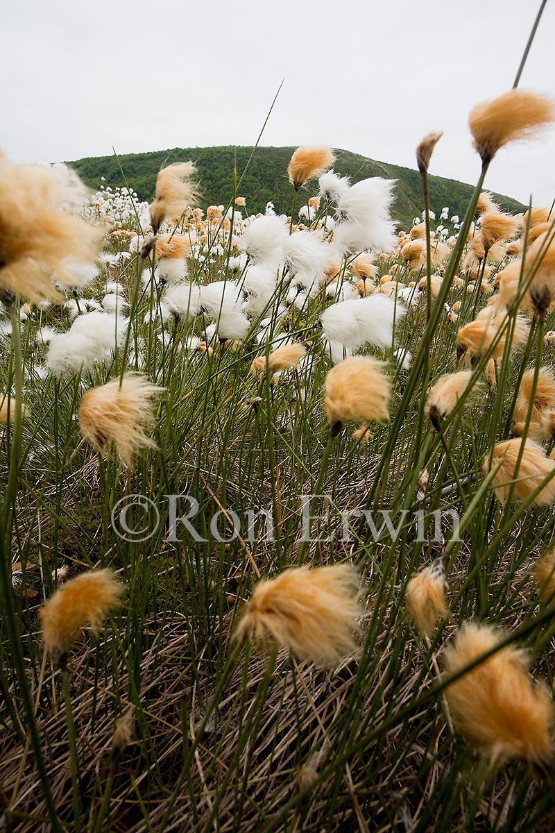 Tawny Cotton Grass, NL