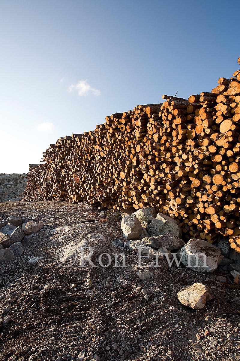 Log Pile, NL