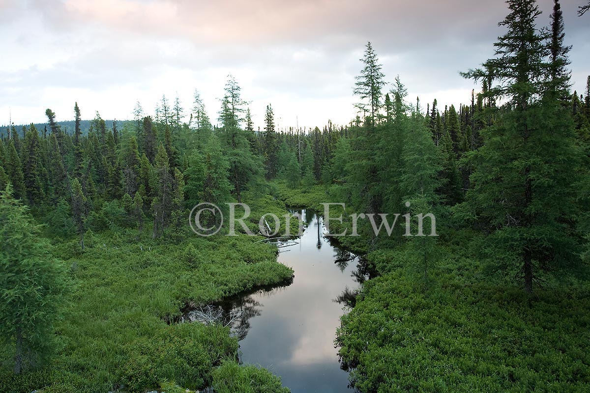 Wetlands and Boreal Forest, NL