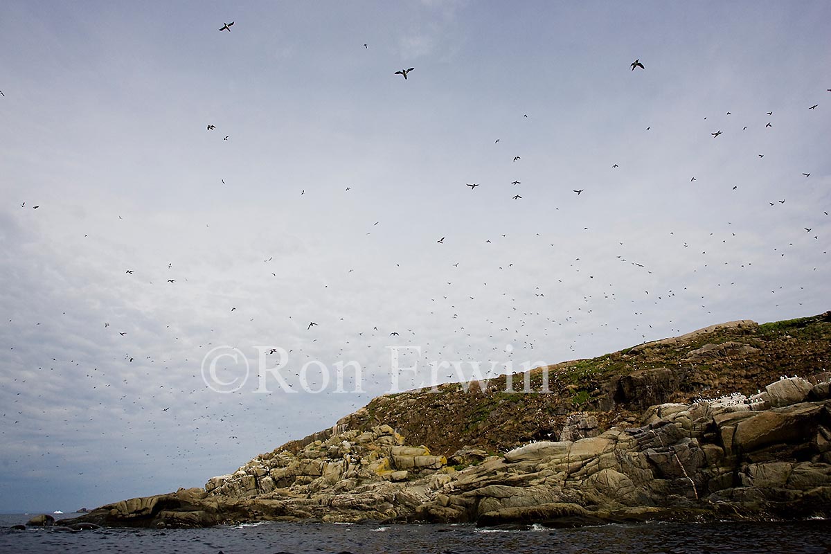 Seabirds above Bird Colonies