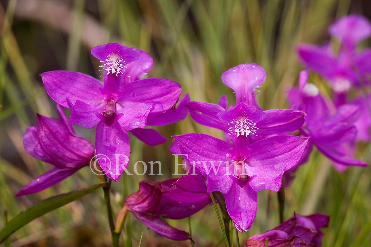 Grass Pink Orchids