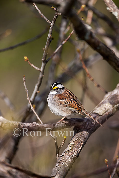White-throated Sparrow with Tick