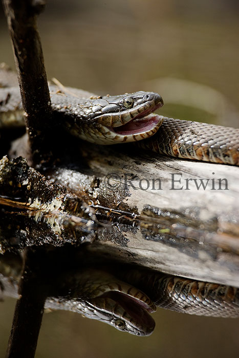 Northern Water Snakes