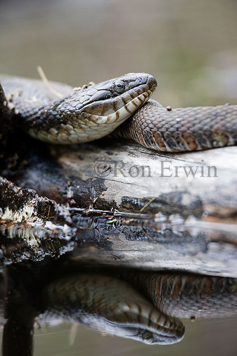 Northern Water Snakes