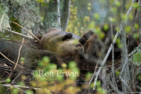 Beavers Sleeping