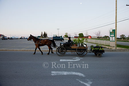 Horse-drawn Buggy arriving at the Market
