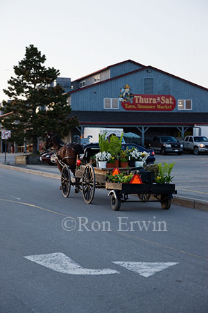 Horse-drawn Buggy arriving at the Market