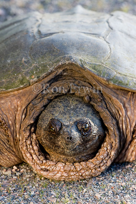 Snapping Turtle Close-up 