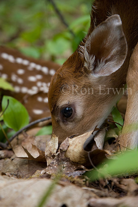 White-tail Deer Fawns