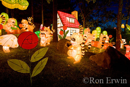 Raccoon Family in Chinese Lanterns