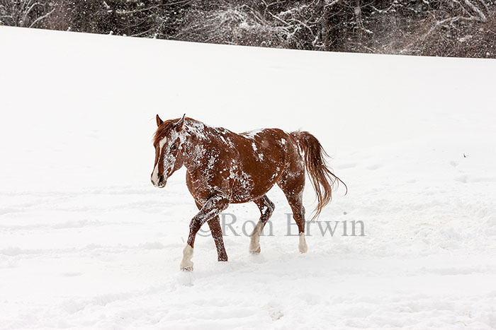 Arabian Stallion in a Snowstorm