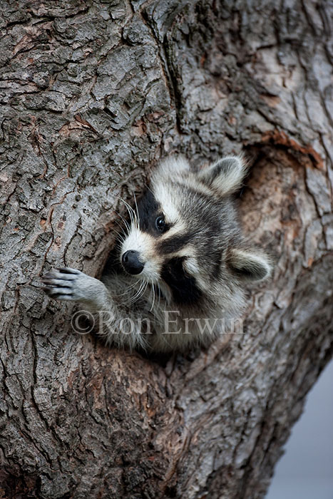 Raccoon in Tree Cavity
