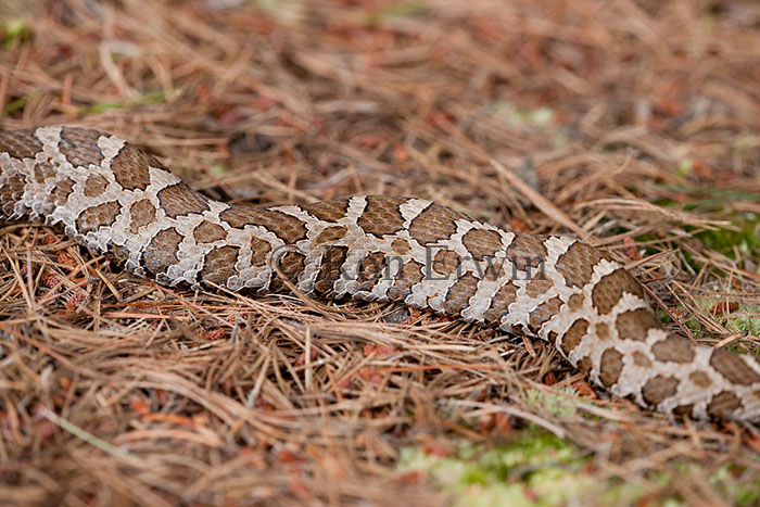 Massasauga Rattlesnake's Body