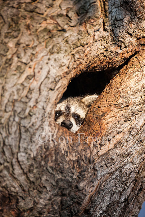 Raccoon in Tree Hole