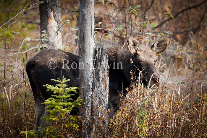 Young Male Moose behind Tree
