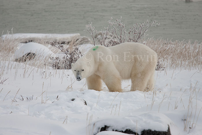 Polar Bear with Green Mark