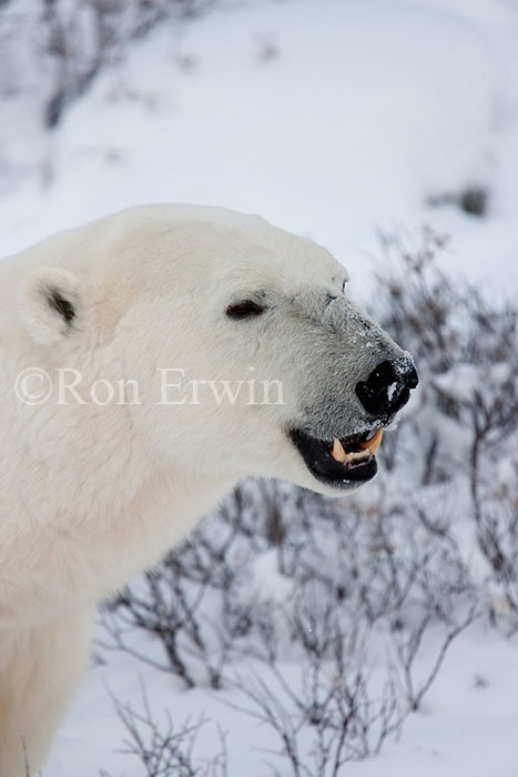 Smiling Polar Bear