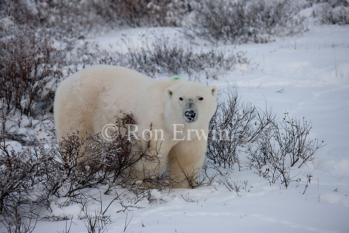 Polar Bear with Green Dot