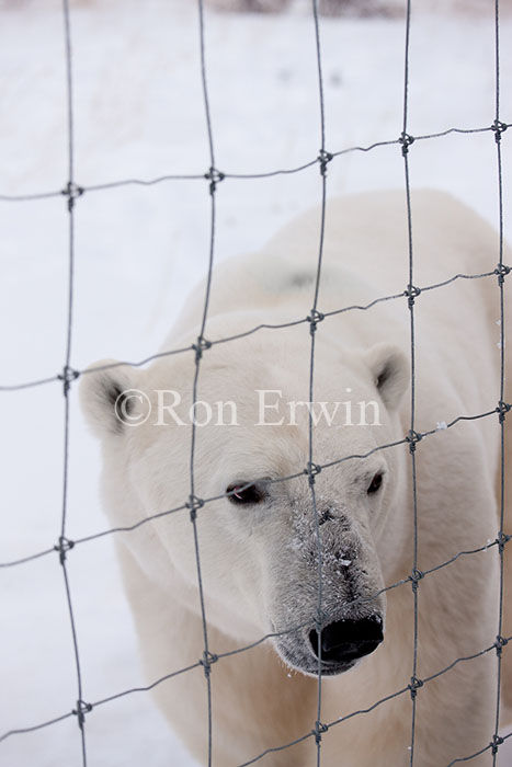 Polar Bear looking through Fence