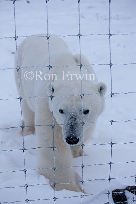 Polar Bear Outside Fence