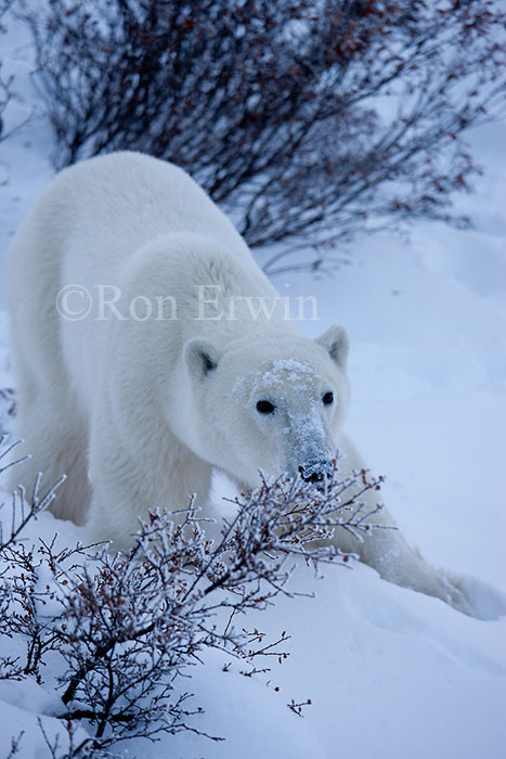 Polar Bear Amongst Willows