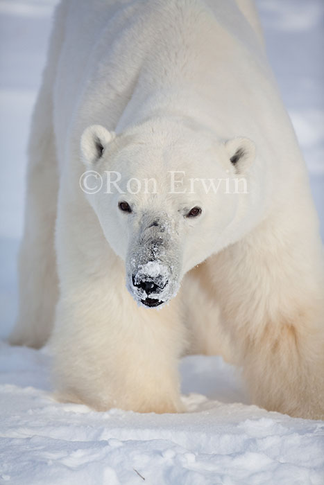 Polar Bear with Snow on Nose