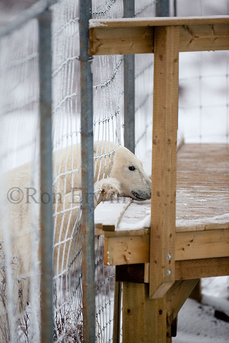 Polar Bear with Head through Fence