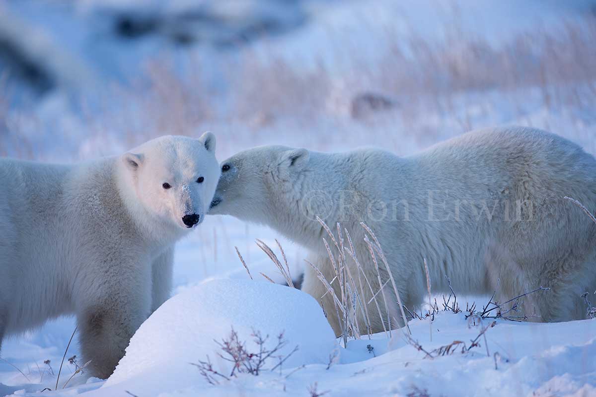 Nuzzling Polar Bears