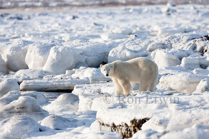 Polar Bear at Hudson Bay
