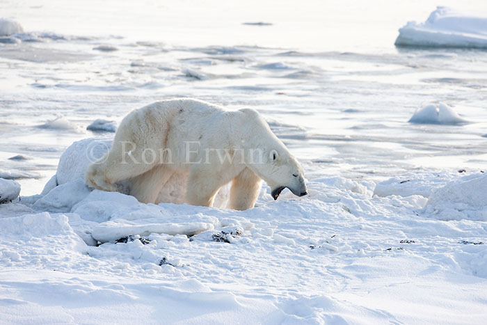 Yawning Polar Bear