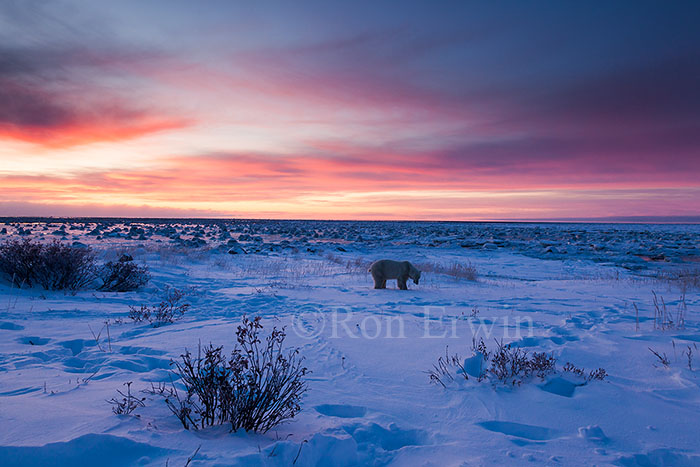 Polar Bear and Hudson Bay, MB